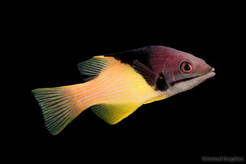picture of Coral Hogfish Red Sea Sml                                                                            Bodianus mesothorax