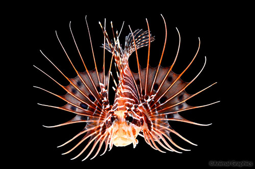 picture of Antennata Lionfish Tny                                                                               Pterois antennata
