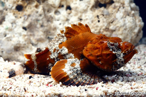 picture of Colored Scorpionfish Med                                                                             Taeniaianotus sp.