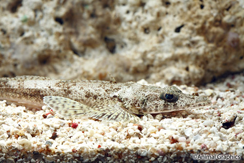 picture of Crocodile Fish Med                                                                                   Thysanophrys otaitensis
