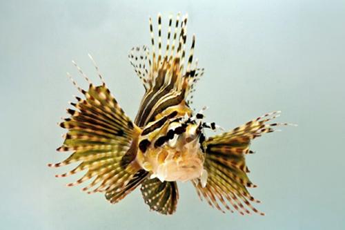 picture of Dwarf Lionfish Med                                                                                   Dendrochirus zebra