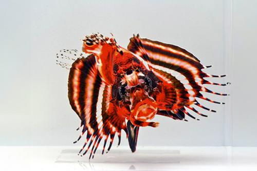 picture of Fu Man Chu Lionfish Tny                                                                              Dendrochirus bioceliatus
