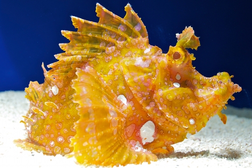 picture of Colored Rhinopias Scorpionfish Med                                                                   Rhinopius aphanes