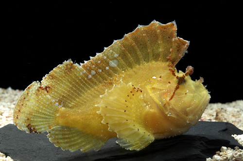 picture of Yellow Sailfin Leaffish Lrg                                                                          Taenianotus triacanthus