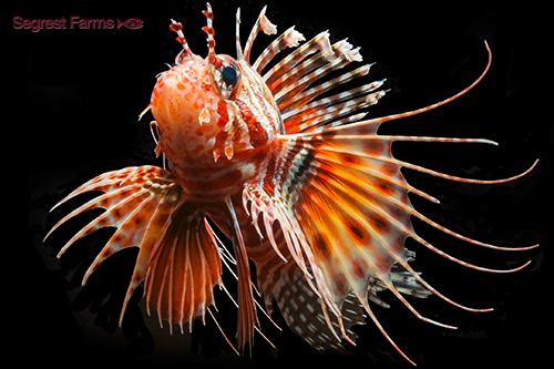 picture of Mombasa Lionfish Sml                                                                                 Pterois mombasae