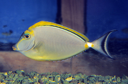 picture of Blonde Naso Tang Red Sea Med                                                                         Naso elegans