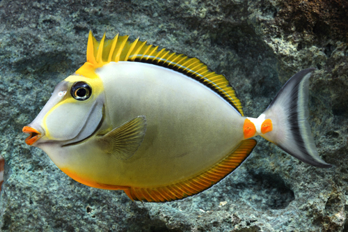 picture of Blonde Naso Tang Indonesia Lrg                                                                       Naso elegans
