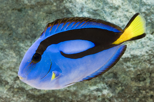 picture of Blue Regal Hippo Tang Sml                                                                            Paracanthurus hepatus