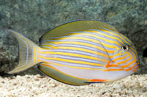 picture of Clown Lineatus Tang Tny                                                                              Acanthurus lineatus