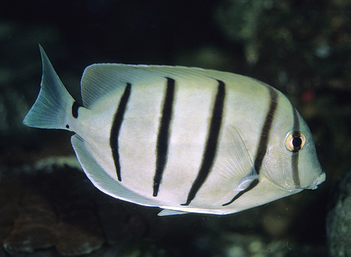 picture of Convict Tang Sml                                                                                     Acanthurus triostegus