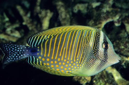 picture of Desjardini Sailfin Tang Red Sea Med                                                                  Zebrasoma desjardini
