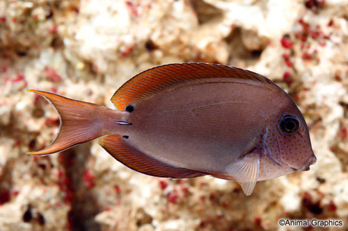 picture of Eyespot Surgeonfish Sml                                                                              Acanthurus bariene