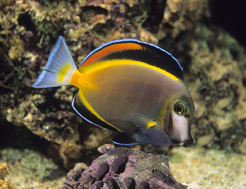 picture of Gold Rim Tang  Sml                                                                                   Acanthurus nigricans