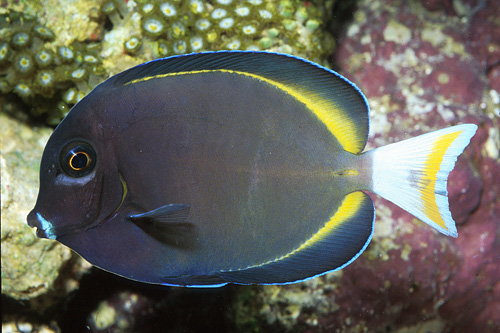 picture of Gold Rim Tang  Lrg                                                                                   Acanthurus nigricans