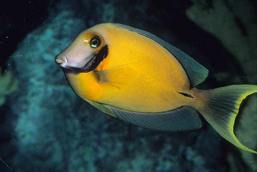 picture of Yellow Mimic Tang Sml                                                                                Acanthurus pyroferus