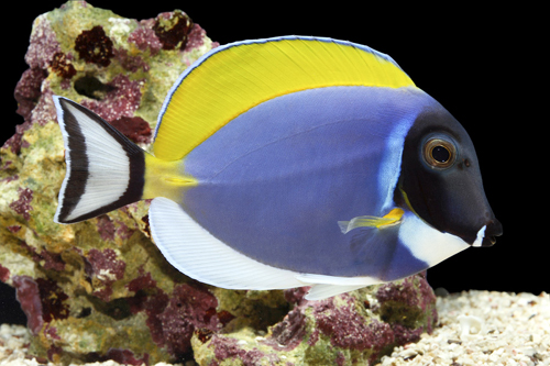 picture of Powder Blue Tang Sml                                                                                 Acanthurus leucosternon