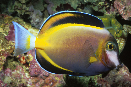 picture of Powder Brown Tang Med                                                                                Acanthurus japonicus