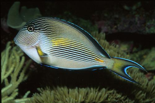 picture of Sohal Tang Red Sea M/L                                                                               Acanthurus sohal