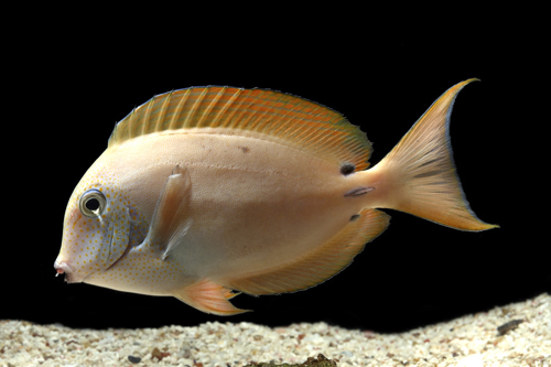 picture of Tennenti Tang Sml                                                                                    Acanthurus tennenti