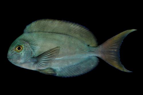 picture of Thompson's Scissortail Tang Med                                                                      Acanthurus thompsoni