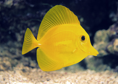 picture of Yellow Tang Tny                                                                                      Zebrasoma flavescens