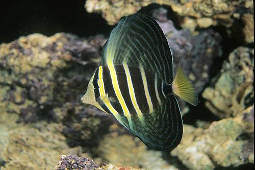 picture of Sailfin Tang Vanuatu Lrg                                                                             Zebrasoma veliferum