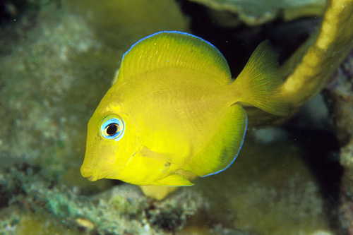 picture of Atlantic Blue (Yellow phase) Tang Med                                                                Acanthurus coeruleus