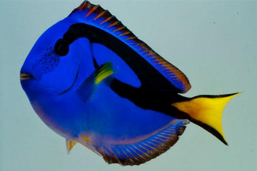 picture of Blue Regal Hippo Tang Bali Sml                                                                       Paracanthurus hepatus