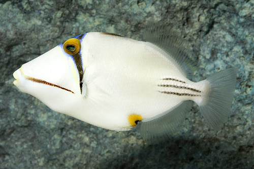 picture of Assassi Triggerfish Red Sea Sml                                                                      Rhinecanthus assasi