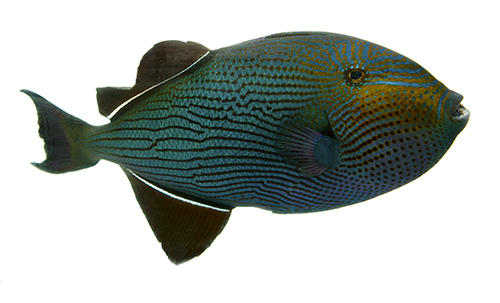 picture of Black Durgeon Triggerfish Hawaii Sml                                                                 Melichthys niger