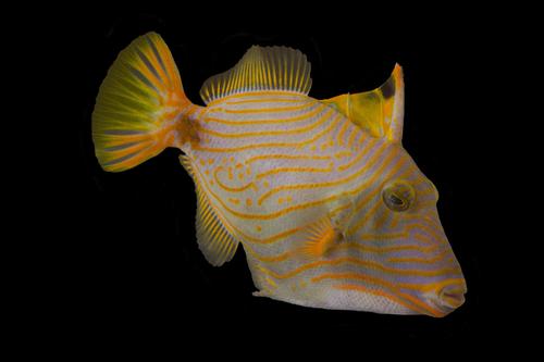 picture of Xanthic Undulated Trigger Med                                                                        Melichthys sp.