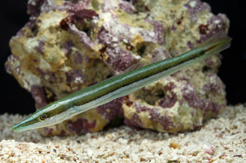picture of Cigar Wrasse Hawaii Med                                                                              Cheilio inermis
