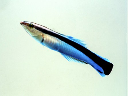 picture of Cleaner Wrasse Med                                                                                   Labroides dimidiatus