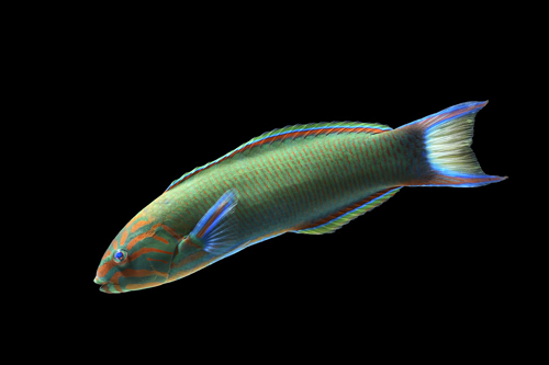 picture of Lunare Wrasse Indonesia Shw                                                                          Thalassoma lunare