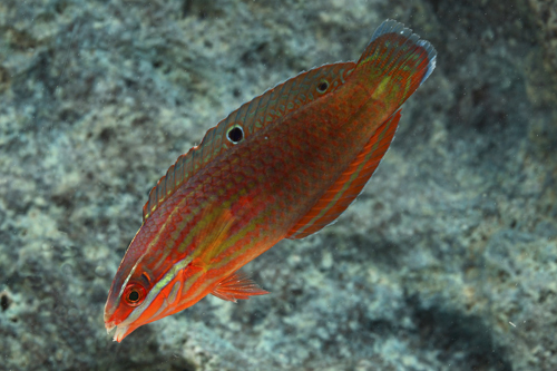 picture of Red Line Wrasse Med                                                                                  Halichoeres biocellatus