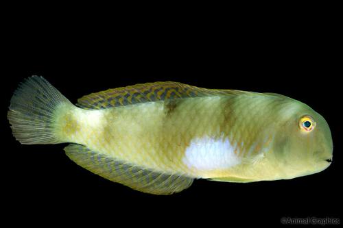 picture of Wounded Wrasse Sml                                                                                   Halichoeres chierchiae