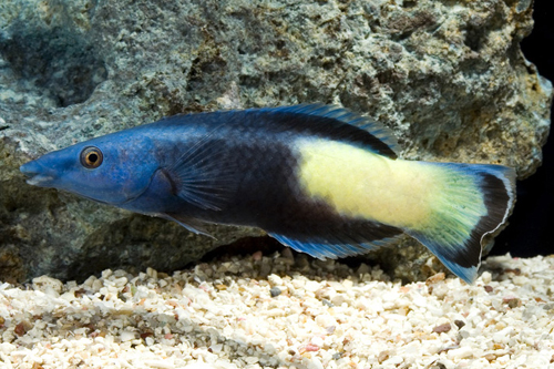 picture of Multicolor Cleaner Wrasse Sml                                                                        Labroides pectoralis