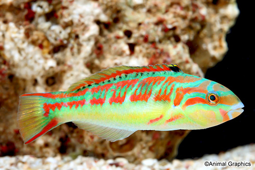 picture of False Christmas Wrasse Sml                                                                           Halichoeres ornatissimus