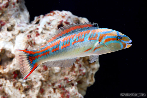 picture of False Christmas Wrasse Med                                                                           Halichoeres ornatissimus