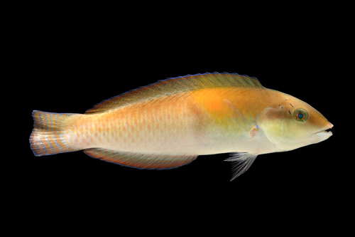 picture of Yellow Head Wrasse Med                                                                               Halichoeres garnoti
