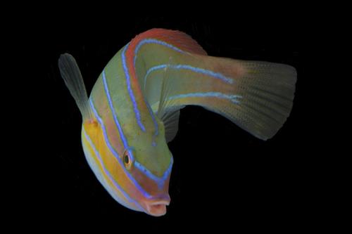 picture of Three Lined Rainbowfish Wrasse Med                                                                   Stethojulis trilineata