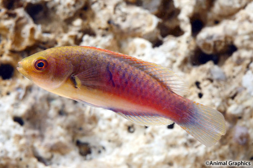 picture of Blue Side Fairy Wrasse Med                                                                           Cirrhilabrus cyanopleura