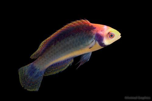 picture of Solorensis Red Head Fairy Wrasse Med                                                                 Cirrhilabrus solorensis