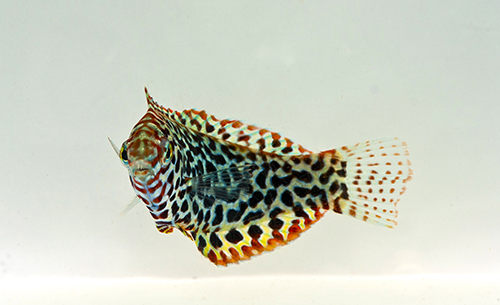 picture of Leopard Wrasse Med                                                                                   Macropharyngodon meleagris