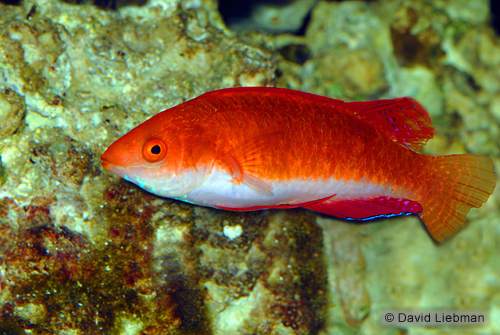 picture of Red Fin Fairy Wrasse Sml                                                                             Cirrhilabrus rubripinnis