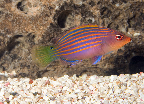 picture of Six Line Wrasse Sml                                                                                  Pseudocheilinus hexataenia