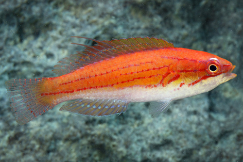 picture of Whip Fin Fairy Wrasse Male Med                                                                       Cirrhilabrus filamentosus