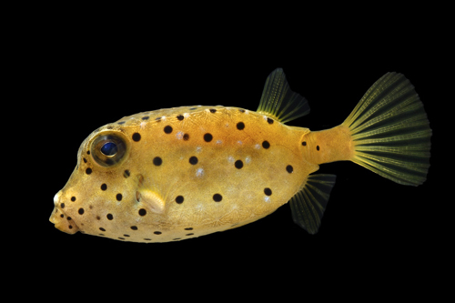 picture of Scrawled Cowfish Atlantic Med                                                                        Lactophrys quadricornis
