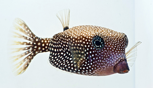 picture of Black Boxfish Hawaii Med                                                                             Ostracion meleagris