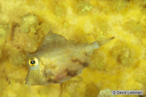 picture of Thornback Cowfish Tny                                                                                Lactoria fornasini